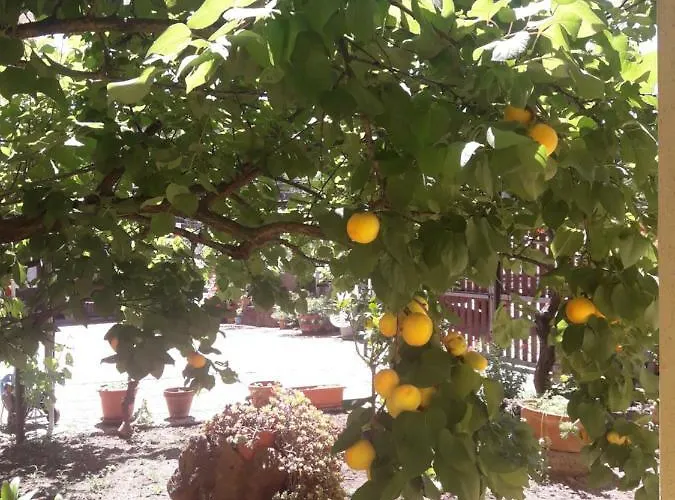 Domu De Palla- Iun-e5167 Bauladu